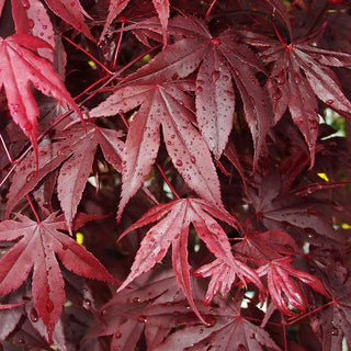 Acer palmatum ‘Bloodgood'