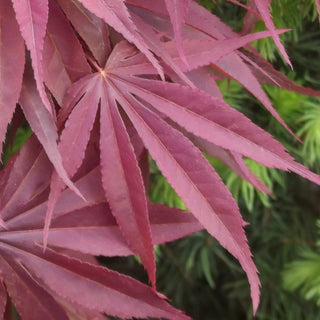 Acer palmatum ‘Burgundy Lime'