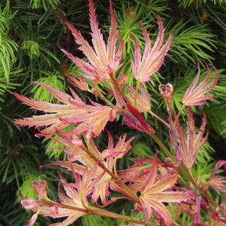 Acer palmatum ‘Cosmos'