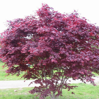 Acer palmatum ‘Emperor One'