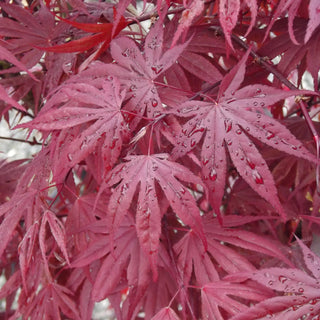 Acer palmatum ‘Fireglow'