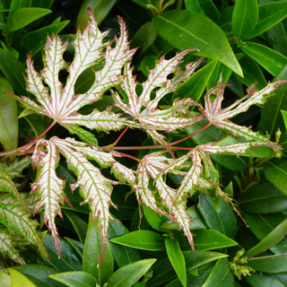 Acer palmatum ‘First Ghost’