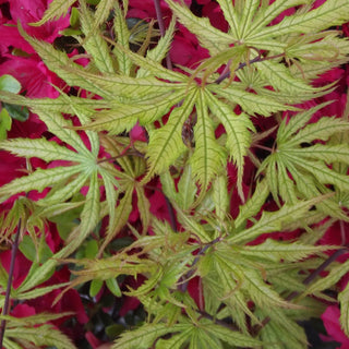 Acer palmatum ‘Ghost Dancer'