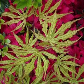 Acer palmatum ‘Grandma Ghost'