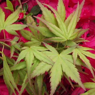 Acer palmatum ‘Green Elf'