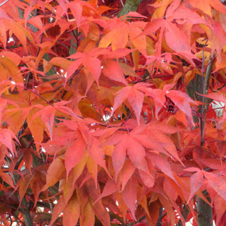 Acer palmatum ‘Harvest Orange'