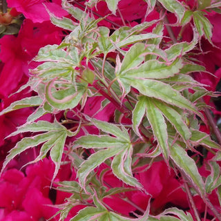 Acer palmatum ‘Higasayama’