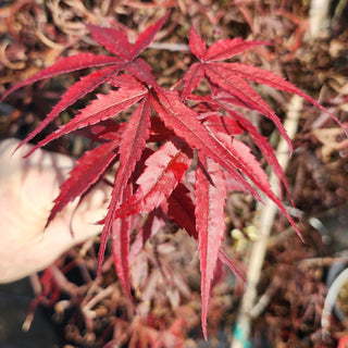 Acer palmatum ‘Hubb’s Red Willow’