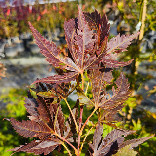 Acer palmatum ‘Iijima Sunago’