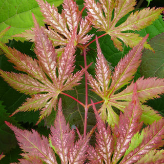 Acer palmatum ‘Kasagi Yama’