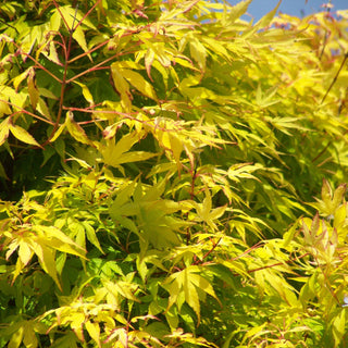 Acer palmatum ‘Katsura'