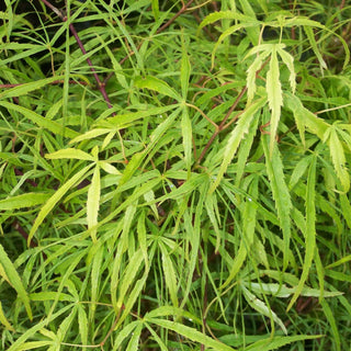 Acer palmatum ‘Koto No Ito'