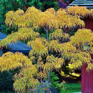 Acer palmatum ‘Koto No Ito'