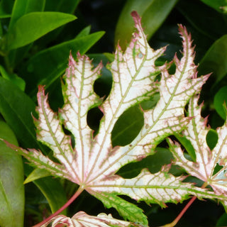 Acer palmatum ‘Koyuki'