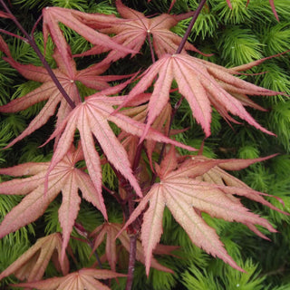 Acer palmatum ‘Mikazuki'