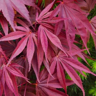 Acer palmatum ‘Moonfire'