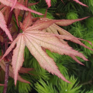 Acer palmatum ‘Nebula'