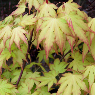 Acer palmatum ‘Orange Dream'