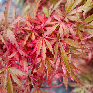 Acer palmatum ‘Orion'