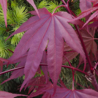 Acer palmatum ‘Oshio-Beni'