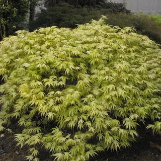 Acer palmatum ‘Peaches and Cream'