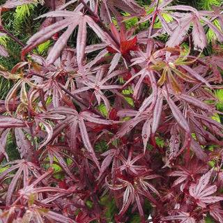 Acer palmatum ‘Peve Starfish'