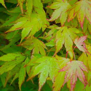 Acer palmatum ‘Phantom Flame'