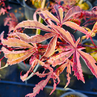 Acer palmatum ‘Pink Passion'