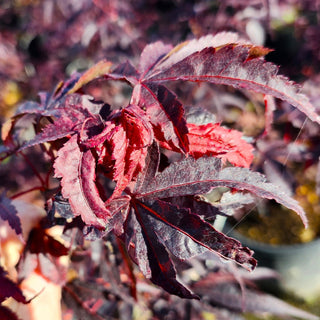 Acer palmatum ‘Pixie'