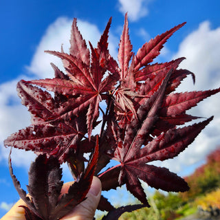 Acer palmatum ‘Purple Ghost'