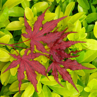 Acer palmatum ‘Purple Ghost'