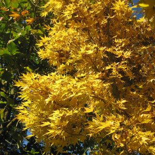 Acer palmatum ‘Redwood'