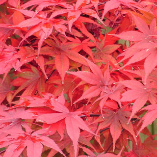 Acer palmatum ‘Rhode Island Red'