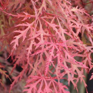 Acer palmatum ‘Royal Garnet'