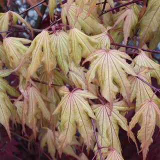 Acer palmatum ‘Samurai'