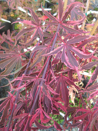 Acer palmatum 'Shirazz'