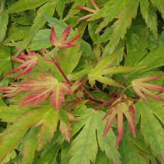 Acer palmatum 'Tsuma-Gaki'