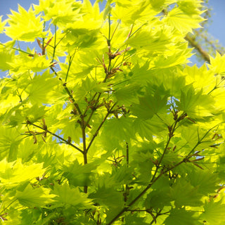 Acer shirasawanum ‘Aureum’