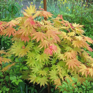 Acer shirasawanum ‘Autumn Moon'