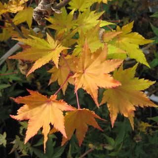 Acer shirasawanum ‘Jordan'