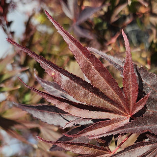 Acer shirasawanum ‘Mirte'