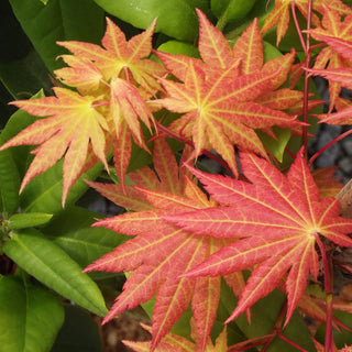 Acer shirasawanum ‘Moonrise'