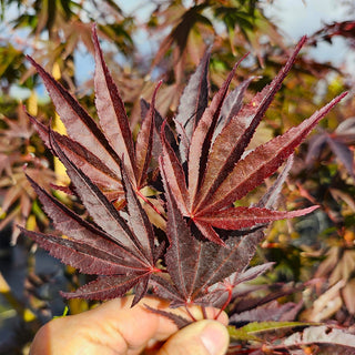 Acer shirasawanum ‘Red Dawn'