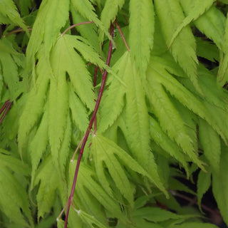 Acer shirasawanum ‘Sensu'