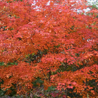 Acer shirasawanum ‘Tenuifolium'