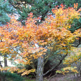 Acer sieboldiana ‘Kumoi Nishiki’