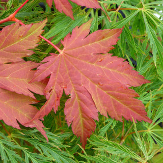 Acer palmatum ‘Ever Autumn'