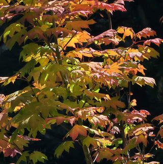 Acer circinatum ‘Baby Buttons’