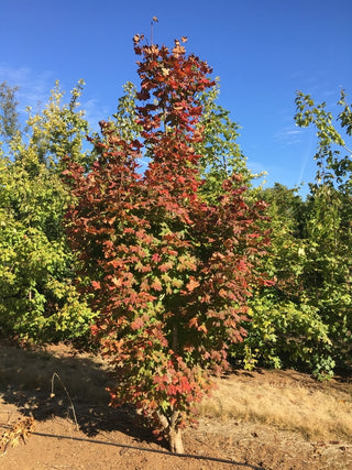 Acer circinatum ‘Three Cheers’