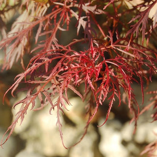 Acer palmatum var. dissectum ‘Dark Straw’